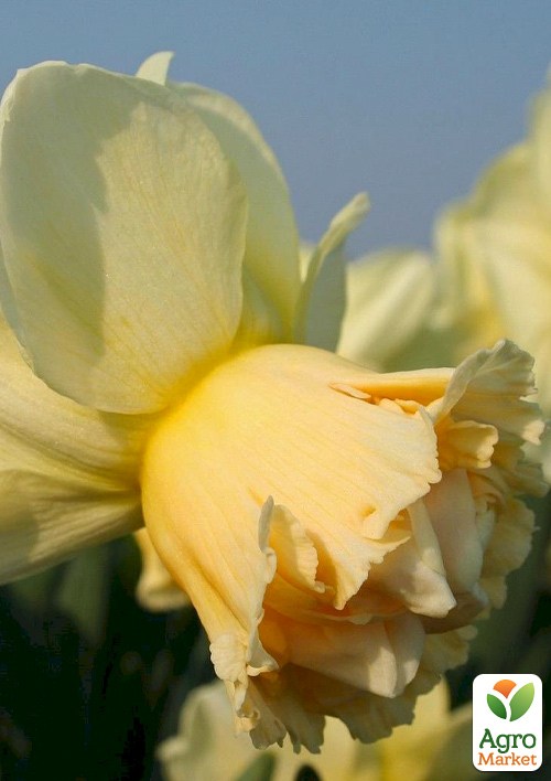 Нарцисс "Art Design"