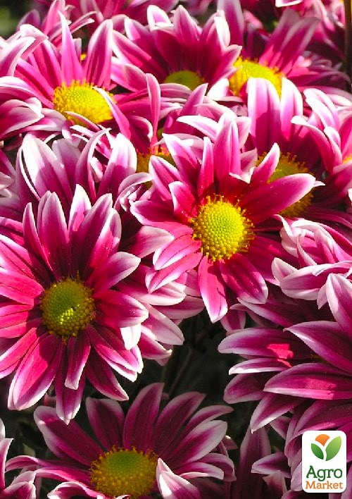 Хризантема Садовая "Fanfan Light" (высота 30-50см) - фото 2