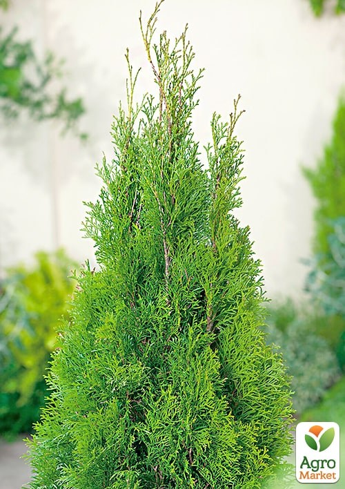 Туя западная "Spiralis Mini" С3, высота 30-40см - фото 3