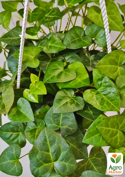 Плющ вузьколистий "Mein Herz" контейнер Р9