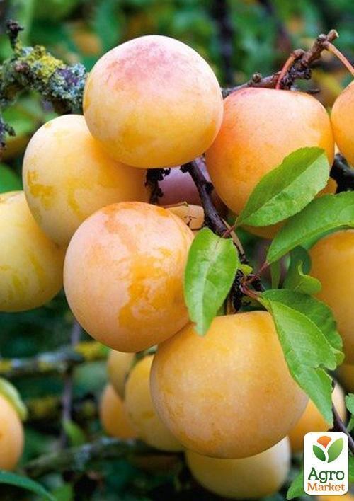 Слива "Мирабель Нанси" (летний сорт, средний срок созревания)