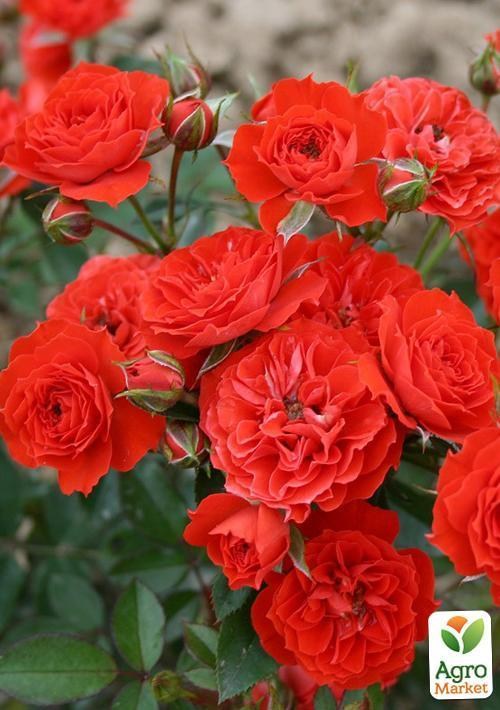 Роза миниатюрная "Беби баккара" (Baby Baccara®) (саженец класса АА+) высший сорт