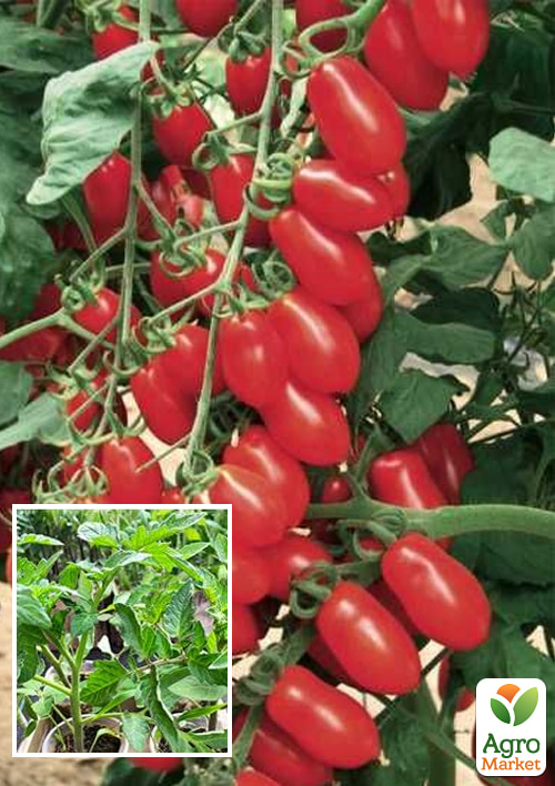 Рассада Томат Черри «Колина F1» (фермерское взращивание), 1шт в упаковке