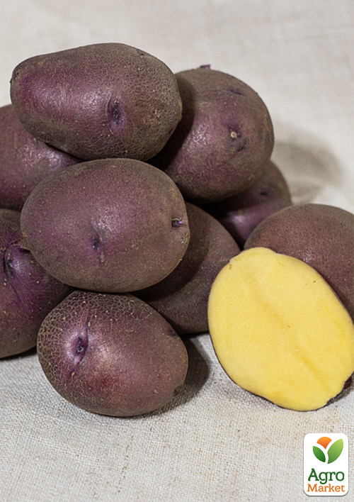 Картофель "Дивень" семенной среднеспелый (элита) 5кг