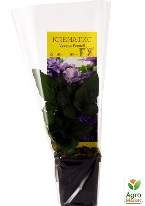 Клематис "Vyvyan Pennell" - фото 5