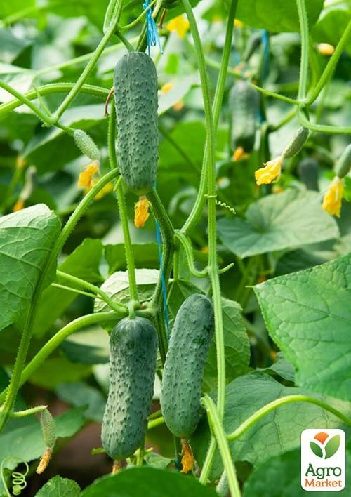 Огірок «Аргумент» (у банці) ТМ «Весна Органік» 2г