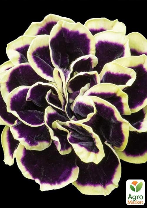 Петунія Grandiflora "Mystical Midnight Gold" (контейнер №10, висота 10-15см)