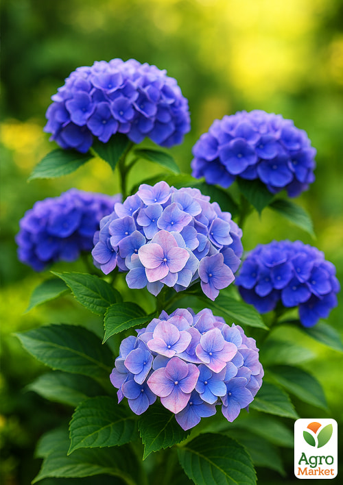 Гортензия крупнолистная "Blauer Zwerg" вазон Р9