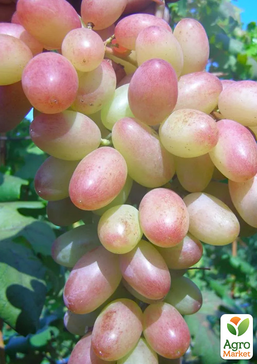 Виноград "Мрія Фермера" (ранній, двостатевий, соковитий)