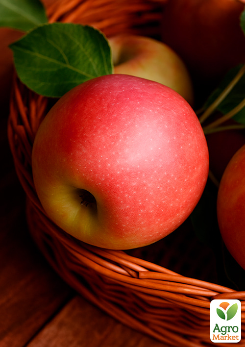 Яблоня "Канзи" (зимний сорт, поздний срок созревания) - фото 4