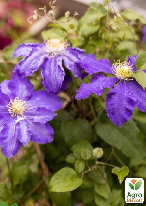 Клематис 3-х летний "Lasurstern" С2 - фото 2