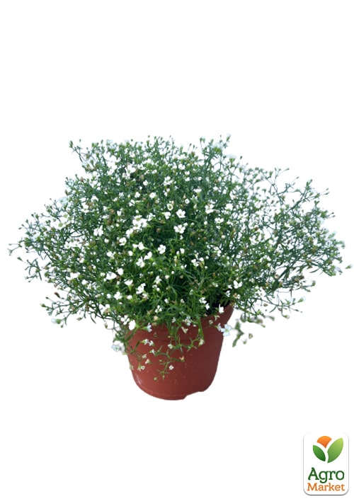 LMTD Гипсофила белая "Snow Flakes" высота 20-30см - фото 6