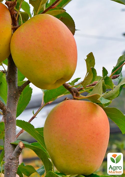 Яблоня "Голден Перси" укорененная в контейнере (саженец 2 года) - фото 3
