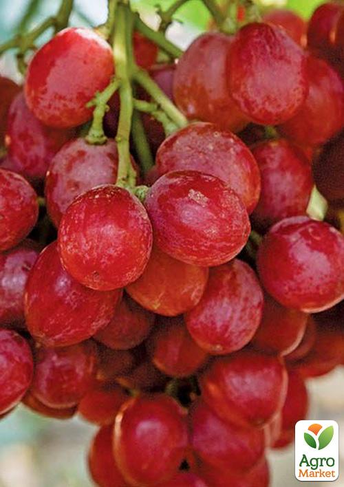 Виноград "Рубі Сідліс" (кишмиш) - фото 6