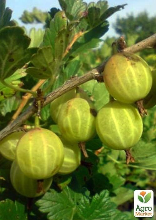 Крыжовник "Машенька" (средний срок созревания)