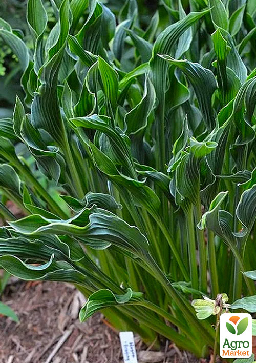 Хоста гибридная "Praying Hands" С1.5