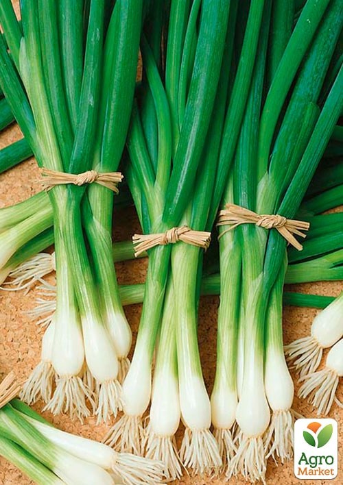 Лук-батун "Пиканте" (Зипер) ТМ "Весна" 2г