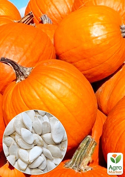 Тыква "Коннектикум Филд" (Большой пакет) ТМ "Весна" 4г