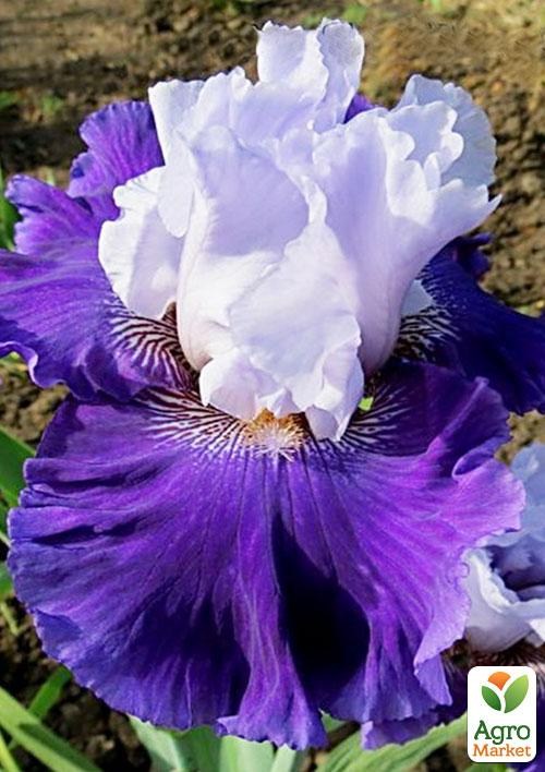 Ирис бородатый крупноцветковый "Life of the Party"  1шт в упаковке