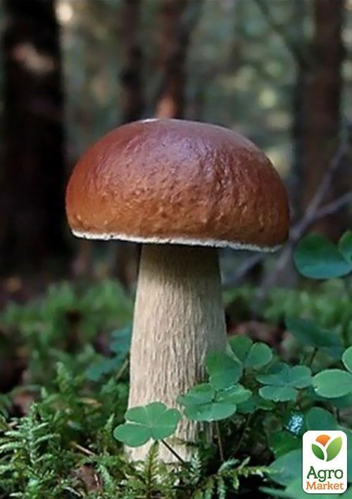 Сухий зерновий міцелій "Білий гриб боровик" 10г