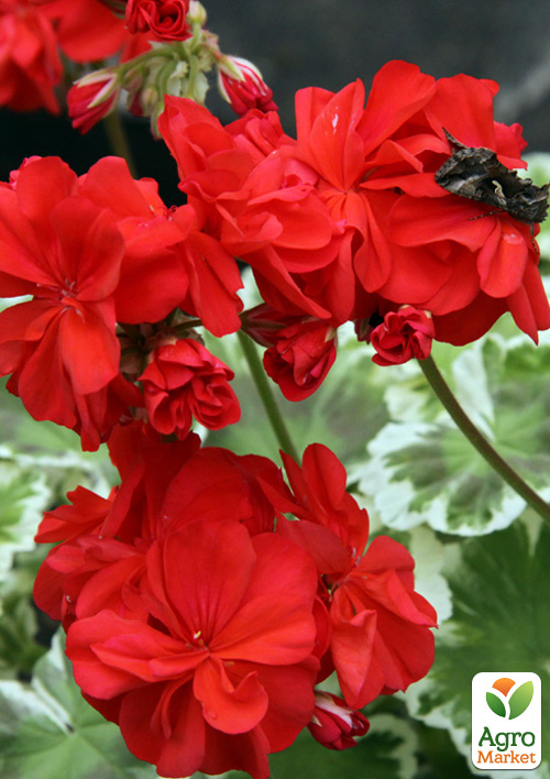 Пеларгония пестролистная "Wilhelm Langguth" 