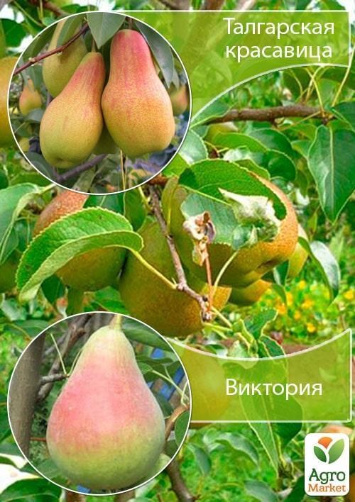 Дерево-сад Груша "Талгарская красавица+Виктория" 
