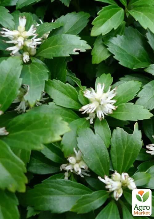 Пахизандра "Green Carpet" С3, диаметр 25-30см - фото 2