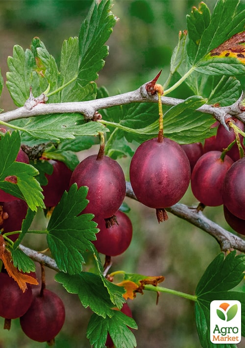 Крыжовник "Финиковый" (поздний срок созревания, сорт высокозимостойкий) - фото 4