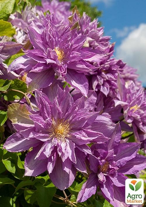 Клематис 3-х річний "Proteus" С2 - фото 2