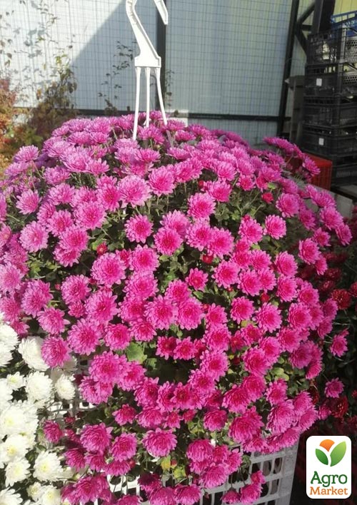 Хризантема ампельная Skyfall "Purple" (подвесной вазон Ø23 высота 30-50см)