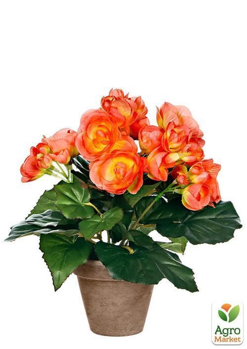 Бегонія махрова "Лососева" 1шт - фото 3