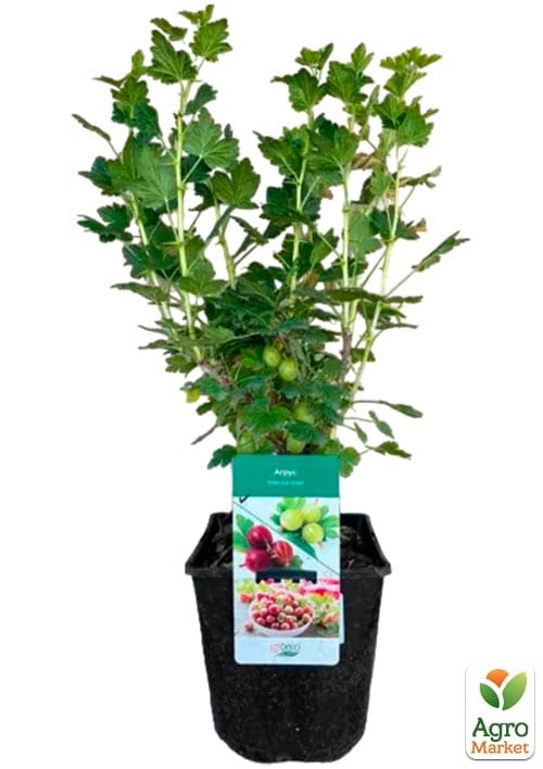 Крыжовник "Хиннонмаки Еллоу" 2х-летний, укорененный в контейнере  - фото 5