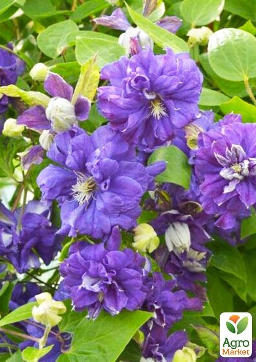 Клематис 3-х річний "Floral Dance" С2 - фото 3