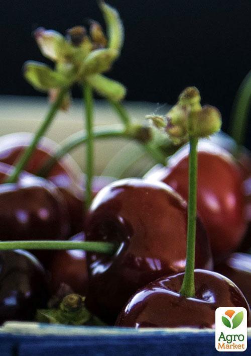 Эксклюзив! Вишня карликовая шаровидная темно-красная "Встреча" (Meeting) (премиальный крупноплодный среднеспелый сорт) - фото 4