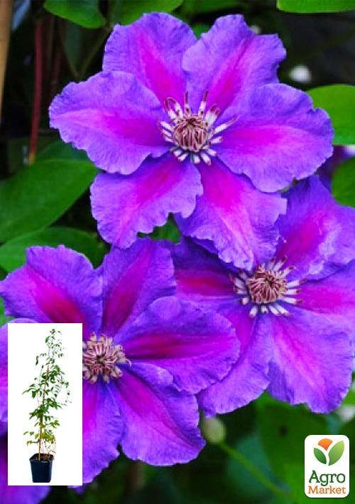 Клематис 3-х летний "Ashva" С2