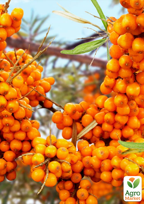 Обліпиха "Чуйська солодка" (хлопчик + дівчинка) комплект 2шт (ранній термін дозрівання) - фото 4