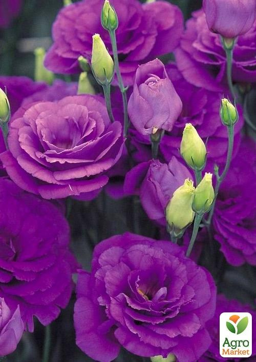 Еустома махрова "Advantage Purple" укорінена в контейнері Р9