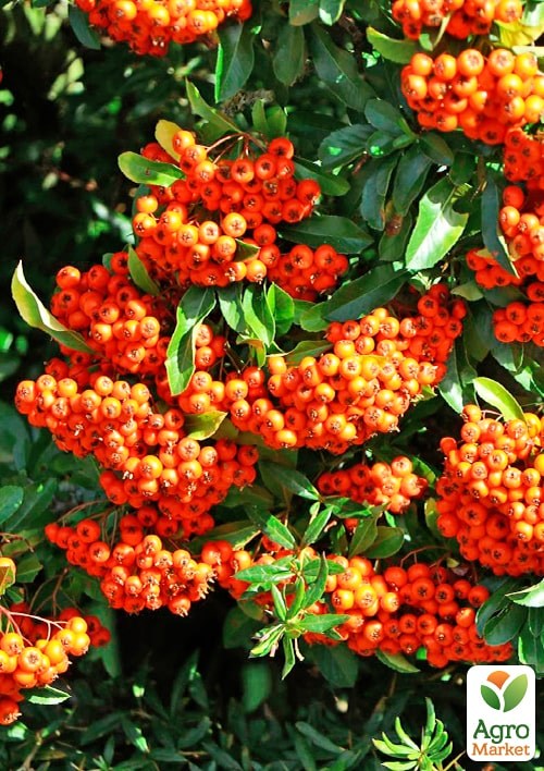 Пираканта (живая изгородь) "Orange Charmer"  - фото 2