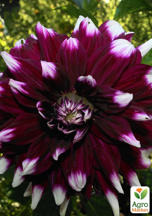 Георгина "Mystery Day" (гигантский цветок)