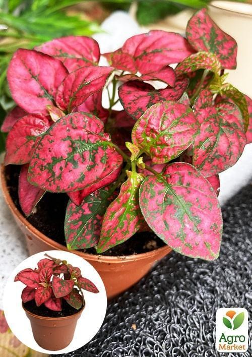 Гипоэстес "Confetti Red"