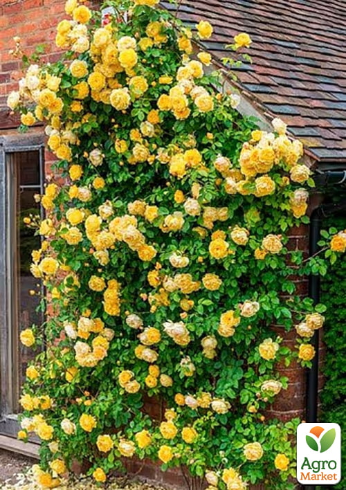 Роза плетистая "Foxtrot" в контейнере, высший сорт - фото 2