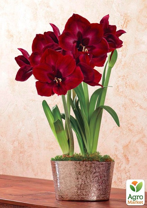 Гиппеаструм простой "Mandela" (Амариллис)  - фото 2