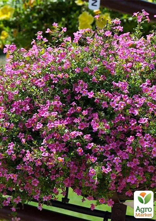 Бакопа F1 "Пинктопия" ТМ "Vesna Exclusive" 3шт