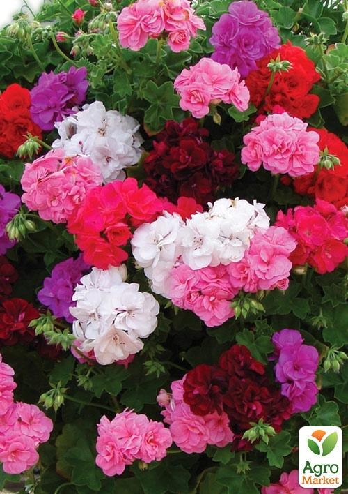 Пеларгония "Rainbow Mix" (контейнер № 10, высота 10-20 см)