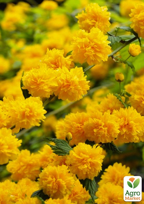 Керрия японская "Golden Guinea" (крупные махровые цветки)