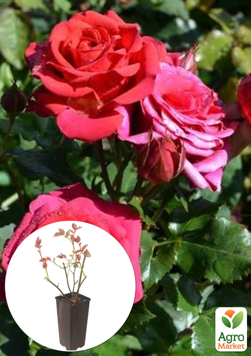 Роза спрей "Mirabel" в контейнере, высший сорт