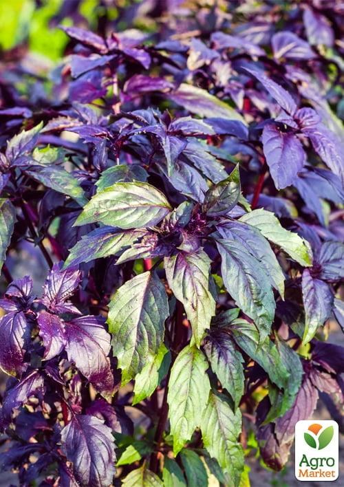 Базилик "Мраморный" (в банке) ТМ "Весна Органик" 7г