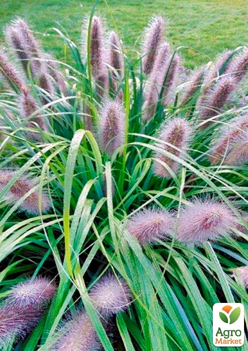 Пеннисетум лисохвостый "Moudry" вазон С2 - фото 2
