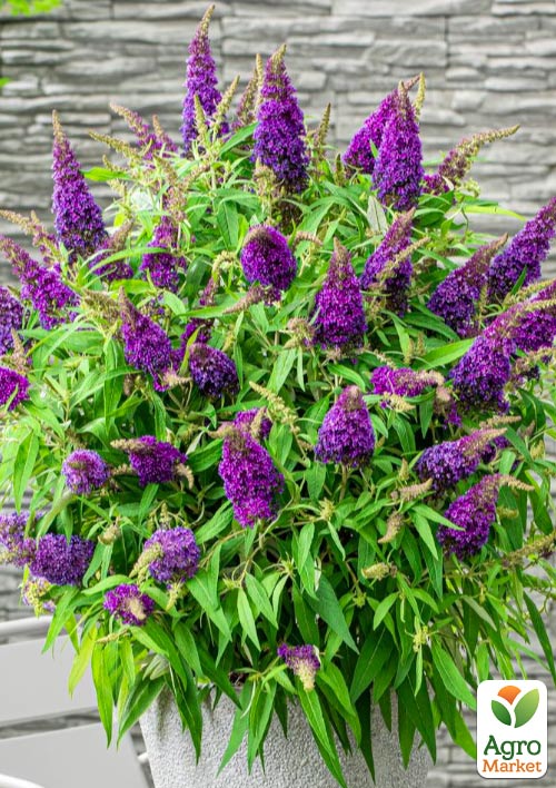 Буддлея карликова "Little Purple" - фото 5