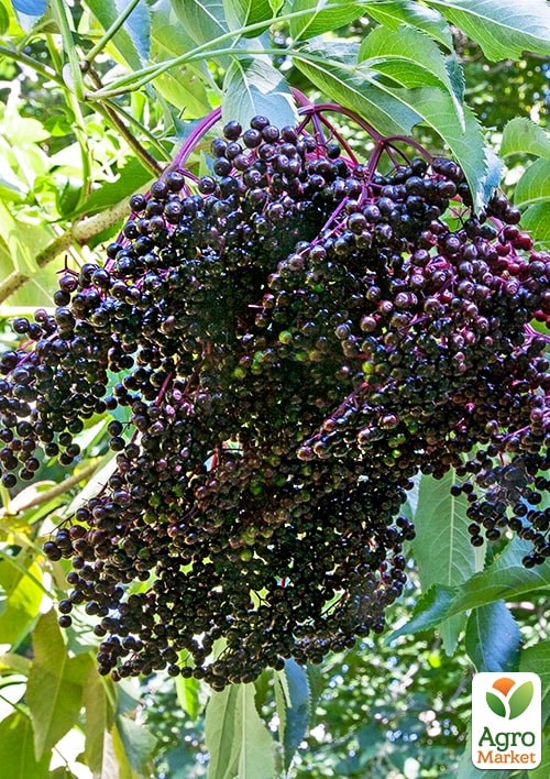 Бузина черная "Ранчо" контейнер Р9